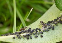 Schädlinge im Garten – welche gibt es? schaedlinge-blattlaeuse