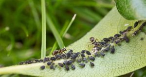 Schädlinge im Garten – welche gibt es?