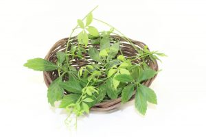 Jiaogulan – Das verbotene Kraut
