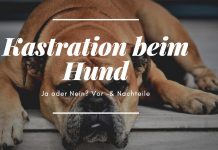 Hundekastration – ist sie sinnvoll und wann wird sie vollzogen? kastration-beim-hund