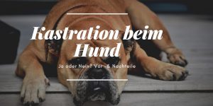 Hundekastration – ist sie sinnvoll und wann wird sie vollzogen?