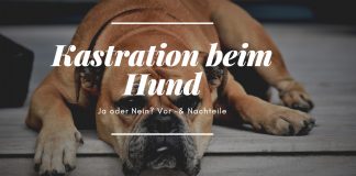 Hundekastration – ist sie sinnvoll und wann wird sie vollzogen? kastration-beim-hund