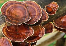 Der Reishi Pilz und seine Anwendungsgebiete Reishi Pilze