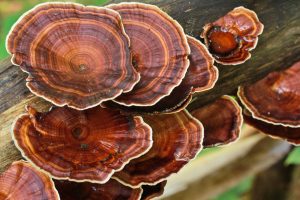 Der Reishi Pilz und seine Anwendungsgebiete