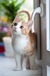 Sicherer Balkon: Katzennetz ohne Bohren befestigen