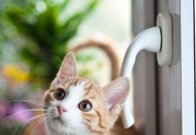 Sicherer Balkon: Katzennetz ohne Bohren befestigen