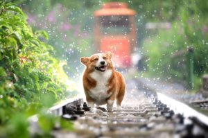 5 Tipps für einen gesunden Hund – so führt Ihr Vierbeiner ein langes und glückliches Leben