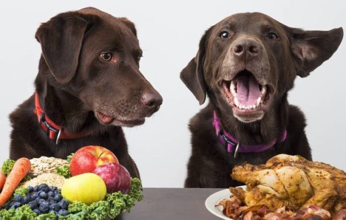 Welche Ernährung ist für Hunde am besten?